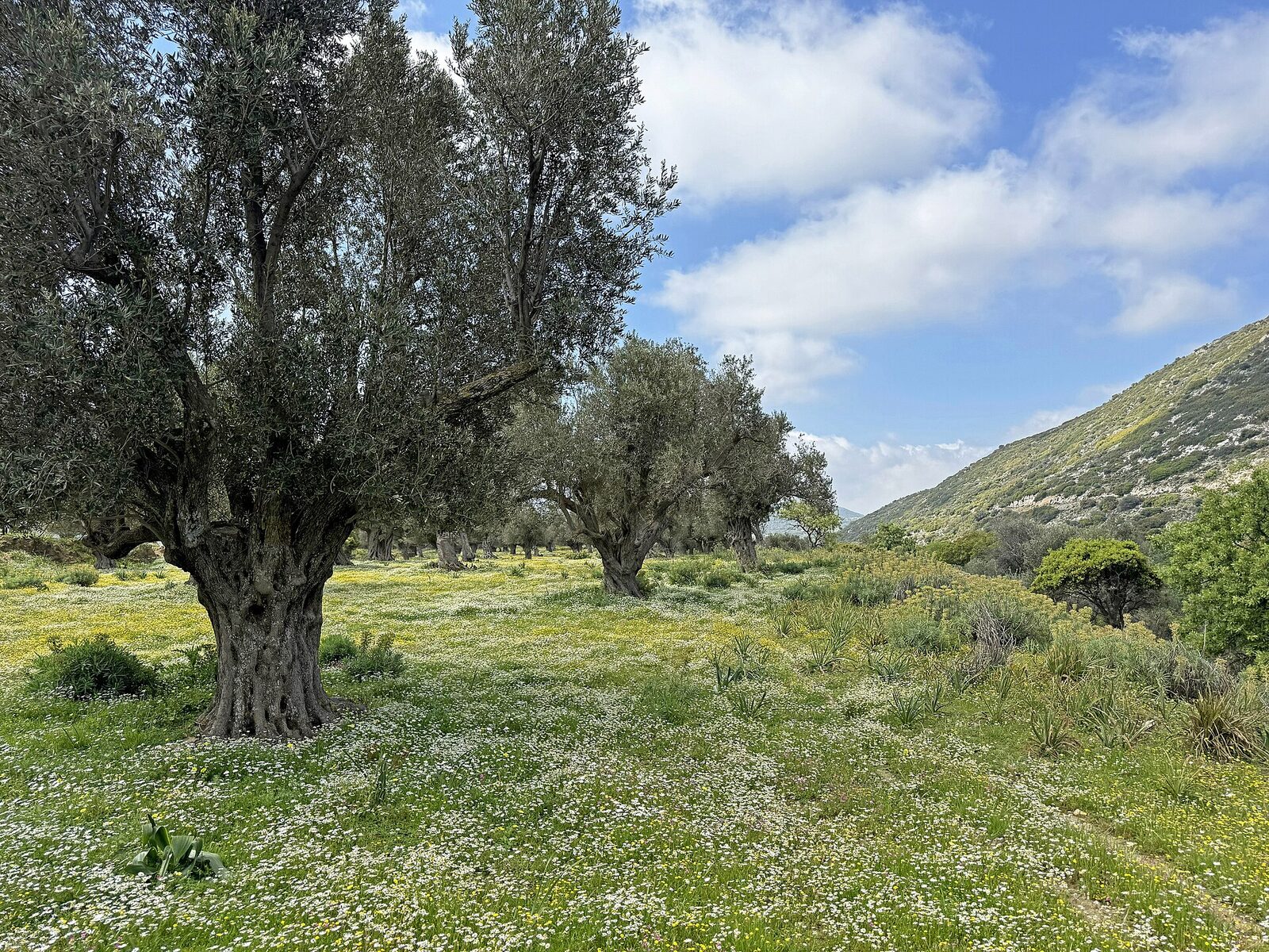 Terraced groves of gnarled olive trees on a dry hillside on Naxos